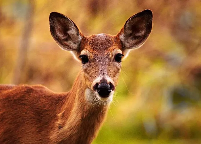 Oda ve Kahvaltı Platinum 3*